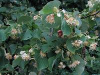 Albums/20090700-Windsor Great Park/16